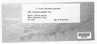 Uromyces ononidis image